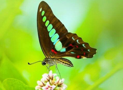 穿花蛱蝶深深见,点水蜻蜓款款飞.什么意思?