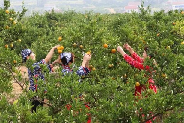 描写秋天果园丰收的景象