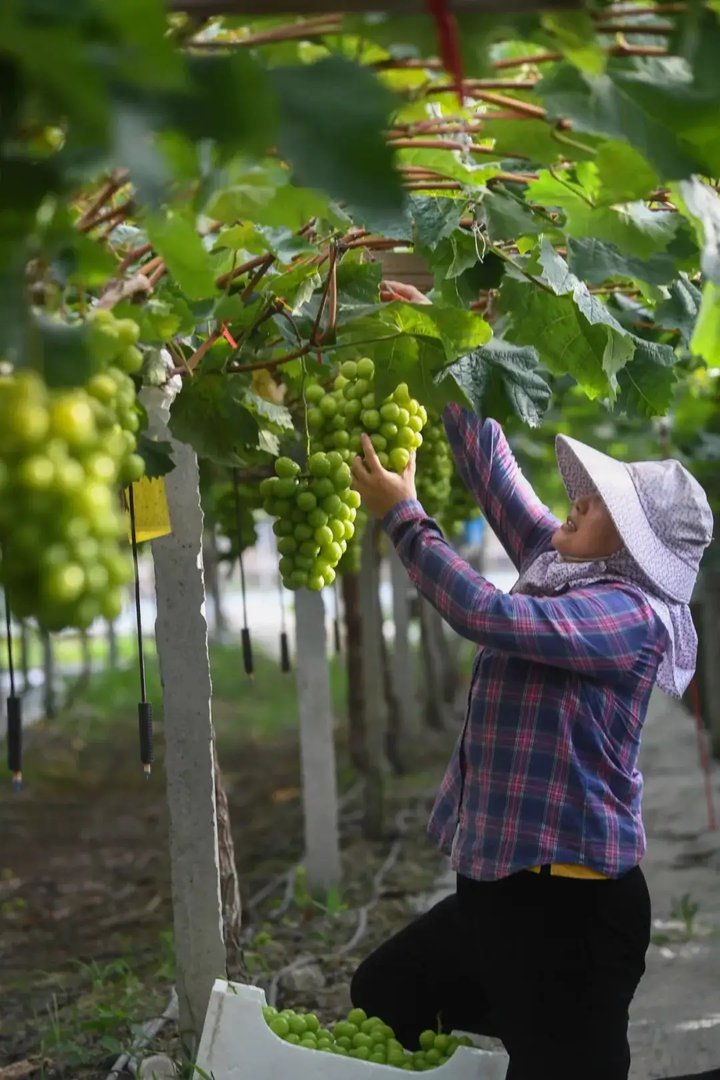 水果界“爱马仕”阳光玫瑰价格“大跳水”！掉价后，还是原来的味道吗？
