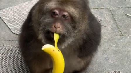 寺庙回应喂独臂猴：它与寺庙有缘，这只独臂猴与寺庙有着怎样的渊源？