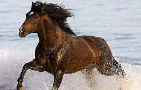 属马两喜缠身什么意思 生肖马2022两喜缠身解释