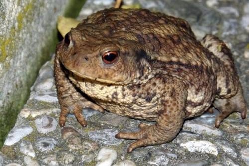 台湾民众误食盘古蟾蜍中毒一死五伤，盘古蟾蜍有哪些致命毒性？