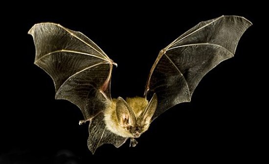 蝙蝠是什么样子的