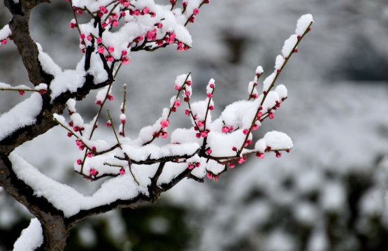 瑞雪兆丰年全诗是什么