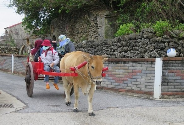 牛的屎是什么颜色的？
