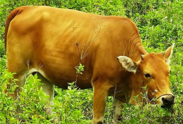 随口乱说指什么生肖动物