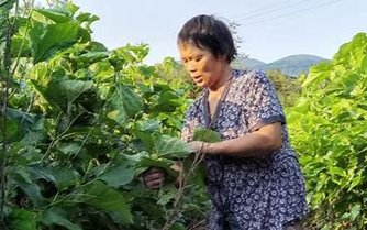 家里养蚕的危害