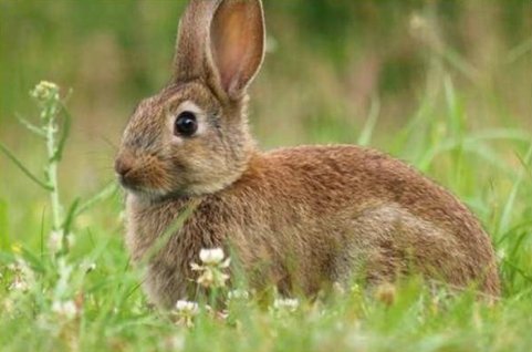 兜头盖脸是什么生肖