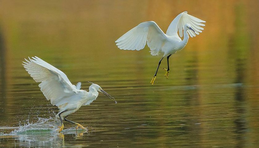 白鹭的颜色有哪些？
