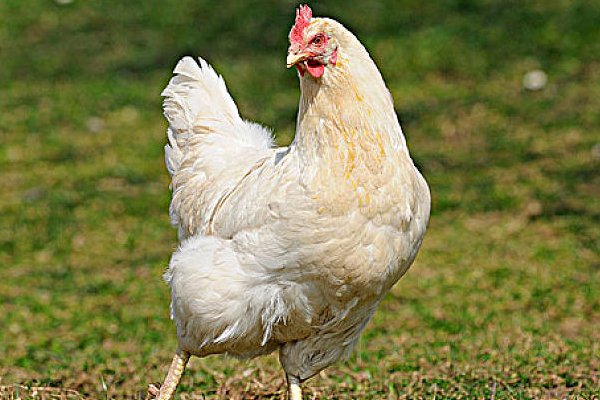 秋雨绵绵指哪个生肖