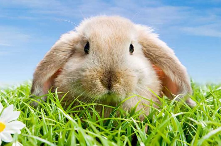 荆棘丛生猜一生肖