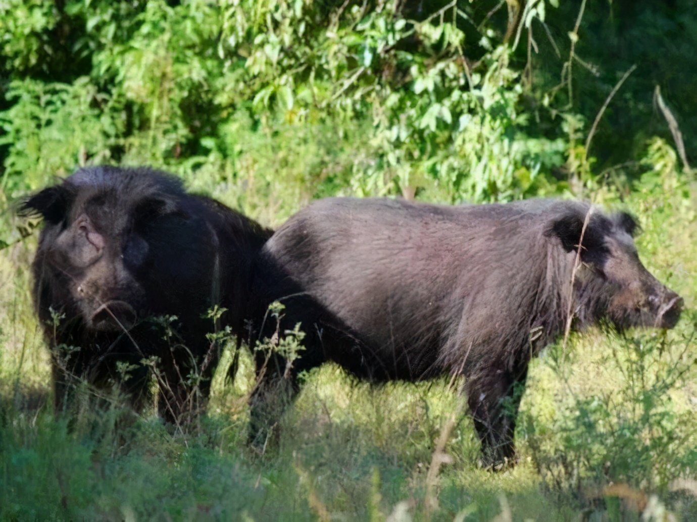 贵州毕节一野猪闯进女装店，倒头就睡，当地野猪泛滥了吗？