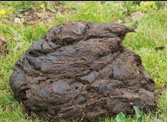 牛的屎是什么颜色的？