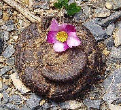 牛的屎是什么颜色的？