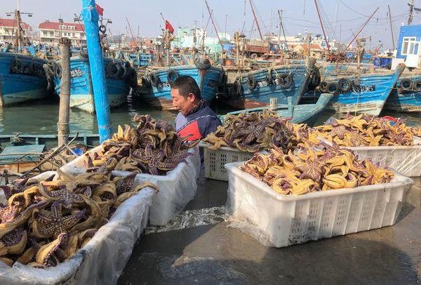 青岛胶州湾捕杀海星45万斤，海星泛滥的原因是什么？