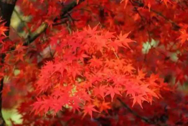 枫树的叶子红得像一团火焰似的仿写