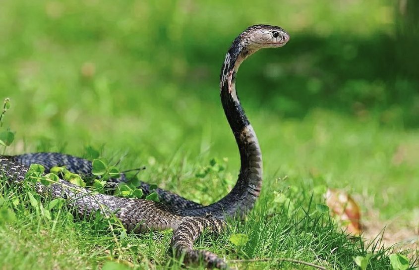 割须换袍打一动物生肖?