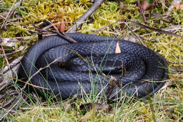十大最诡异的蛇