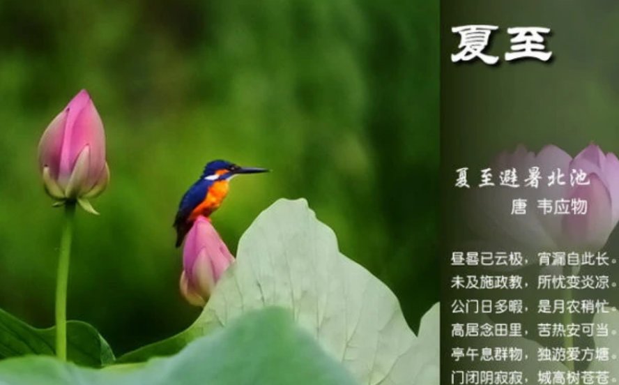 夏至是入伏的第一天吗