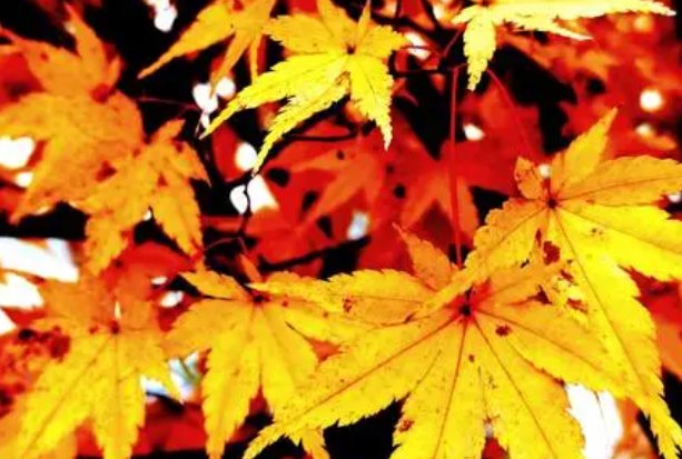 枫树的叶子红得像一团火焰似的仿写