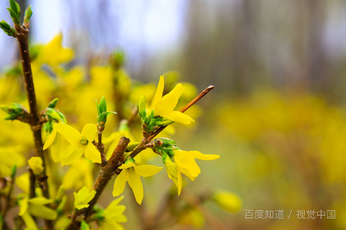 应避披麻执孝之事是什么意思？