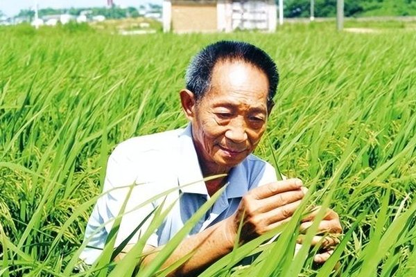 袁隆平的事迹简短
