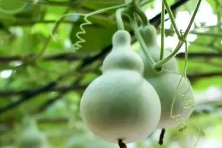 葫芦的生长过程怎么画