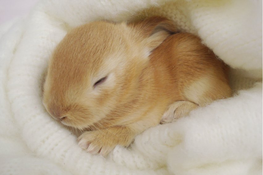 隔墙有耳打一动物