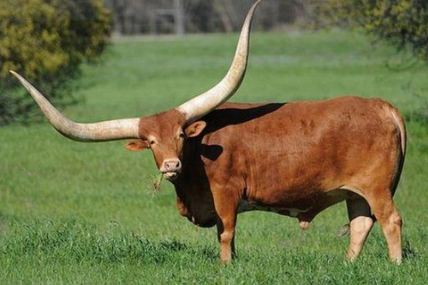 两头担心打一生肖动物