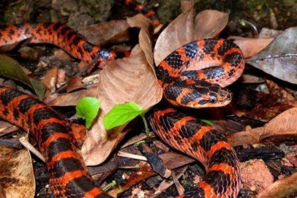 十大最诡异的蛇