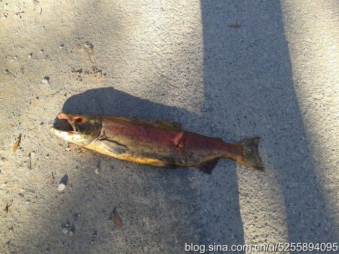 省省看的为什么要使用省省看