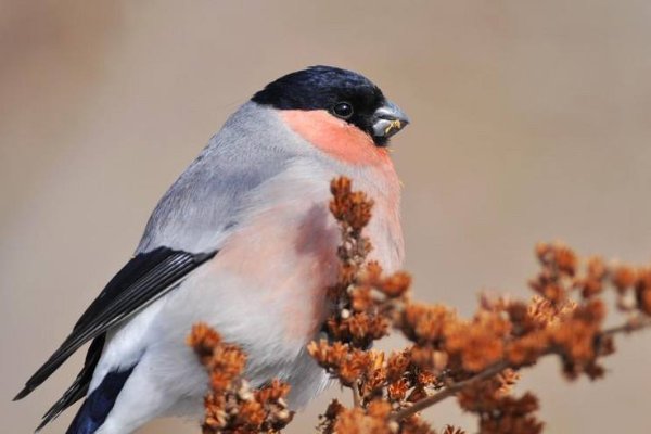 灰雀的生活习性