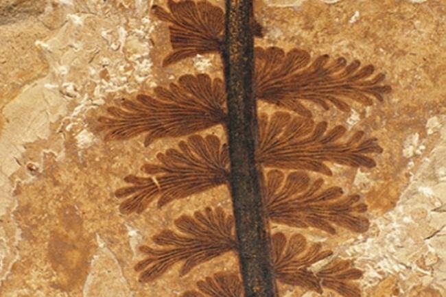 本内苏铁是什么植物？