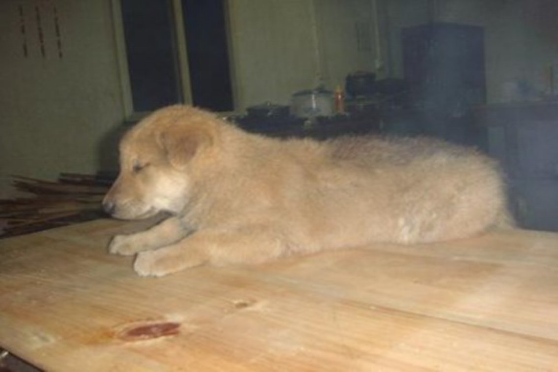 小狼狗是什么意思?