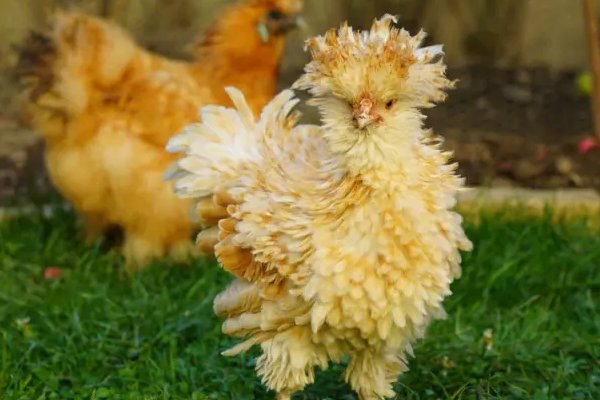 静观其变指什么动物和生肖