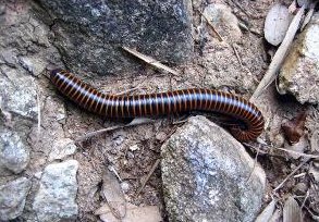 家里木地板上常见多脚虫，是怎么回事？