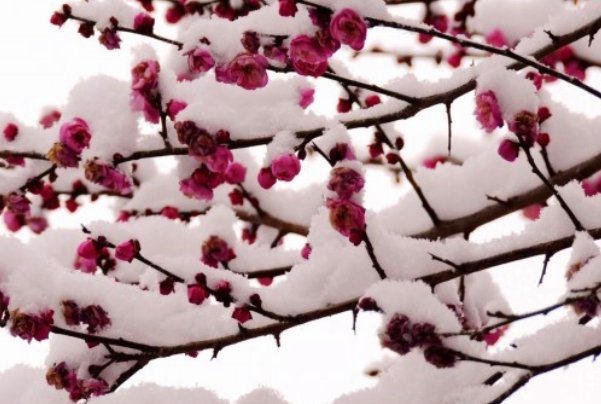 寒梅傲雪留清香是解什么生肖