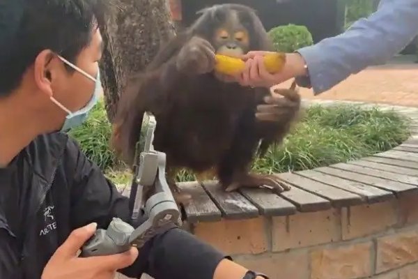 上海300名员工和动物一起隔离60天,他们是怎么度过这些天的?