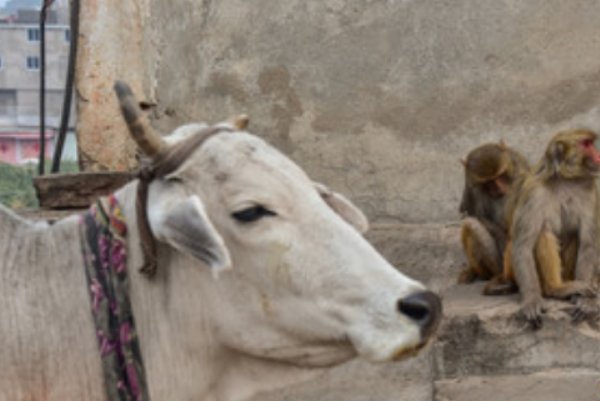 伫候佳音指什么生肖动物