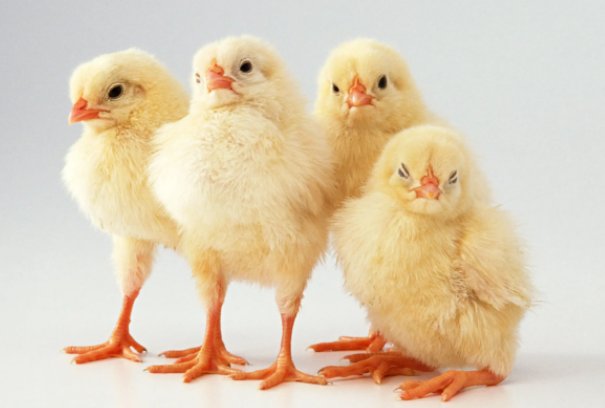 丢眉丢眠打一生肖