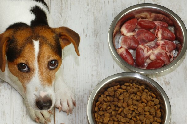 狗狗吃东西卡住了怎么办？