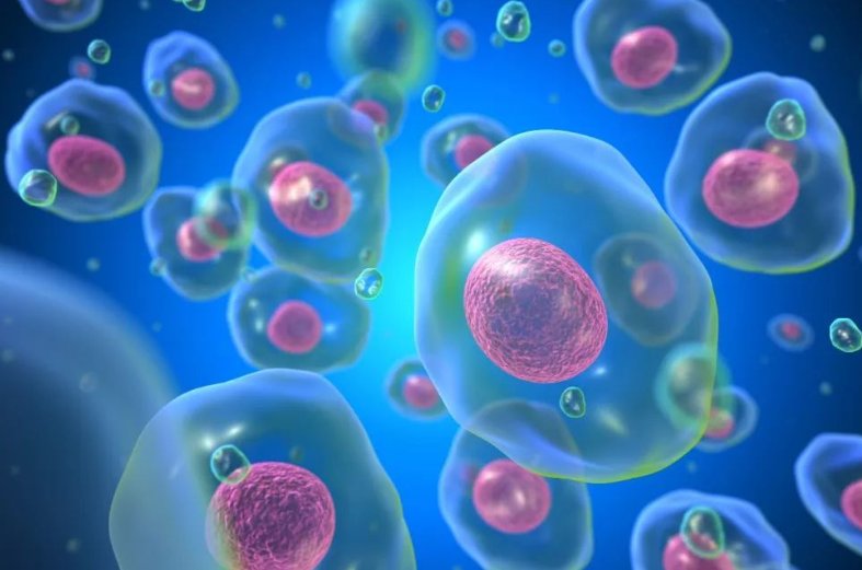 胞的拼音组词部首