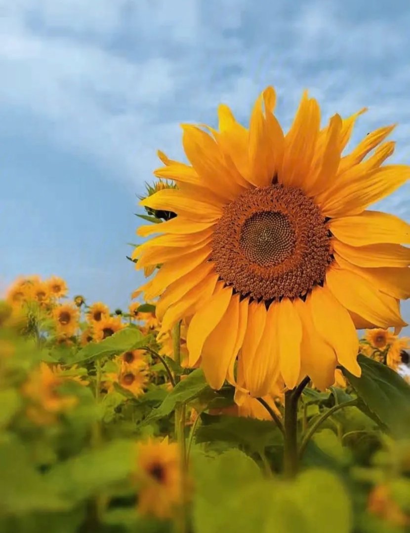 像风一样自由短句