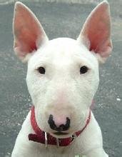 哈哈哈哈哈哈哈，这种和林永健长得很像的狗叫什么呀，超级可爱啊我天，好养活不