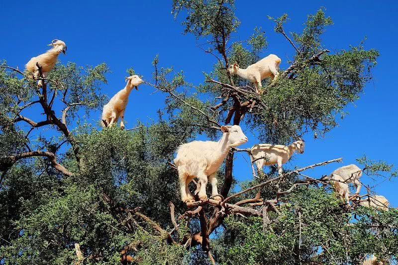 羊上树和龙潜水是什么意思