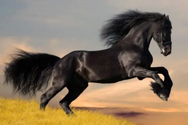 誓无二心猜一生肖