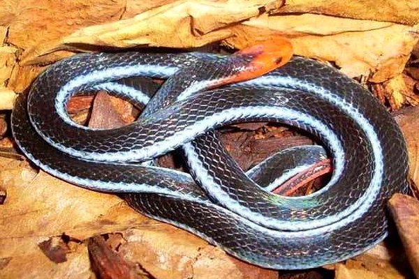 十大最诡异的蛇