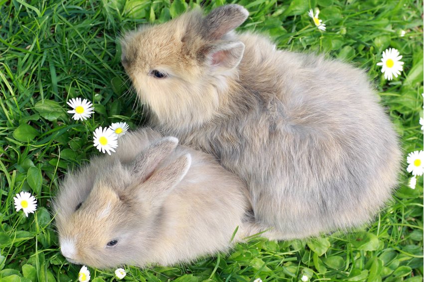 隔墙有耳打一动物