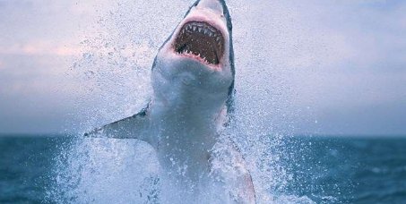 自然界中“最累”的动物,时时刻刻都要保持运动,停止就会死亡吗?