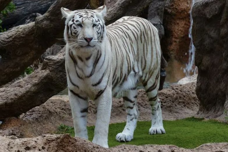 粉面含春威什么生肖